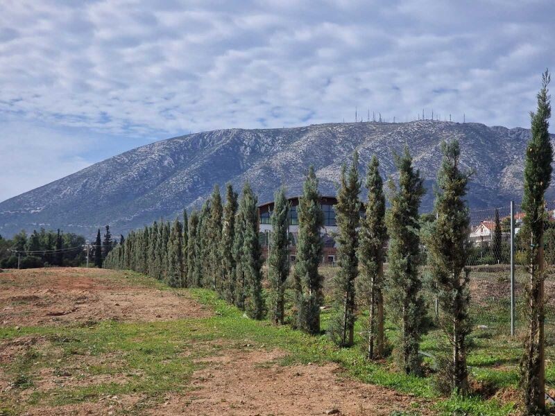 Φυτεύτηκαν-240-νέα-δέντρα-στο-Κτήμα-Καμπά-από-τον-δήμο-Παλλήνης